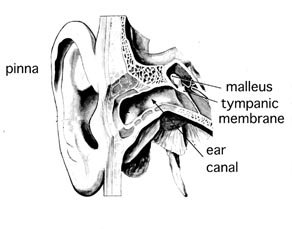 anatomy of ear