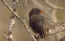 Darwin's finch